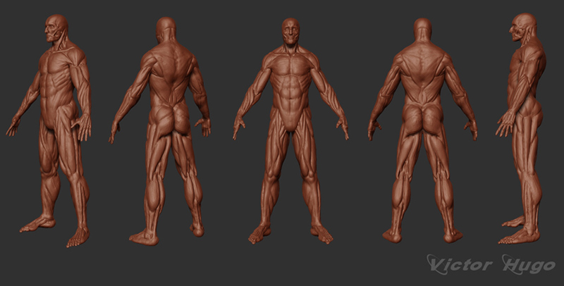 Human-body-sides2.jpg
