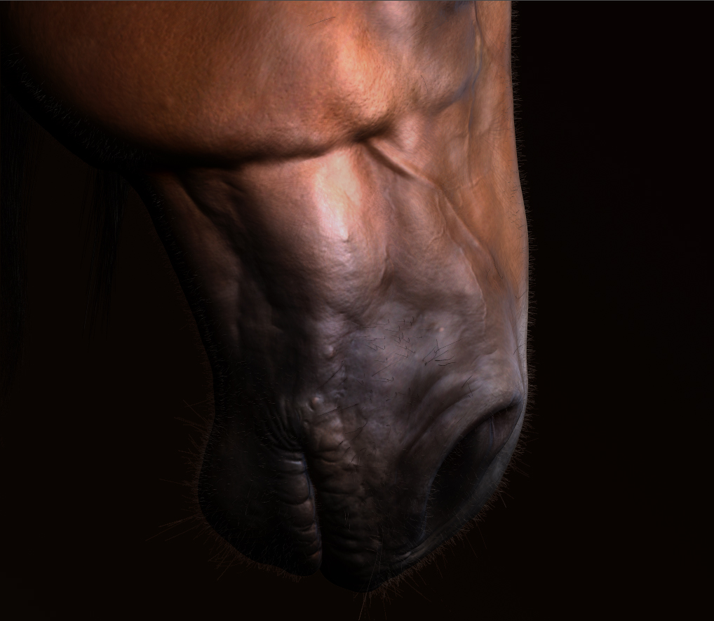cheval close up02.jpg