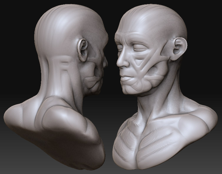 head anatomy 2.jpg