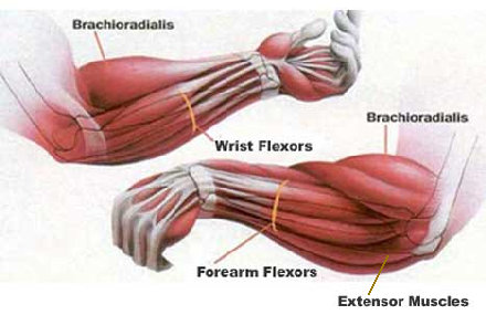 major-forearm-muscles.jpg