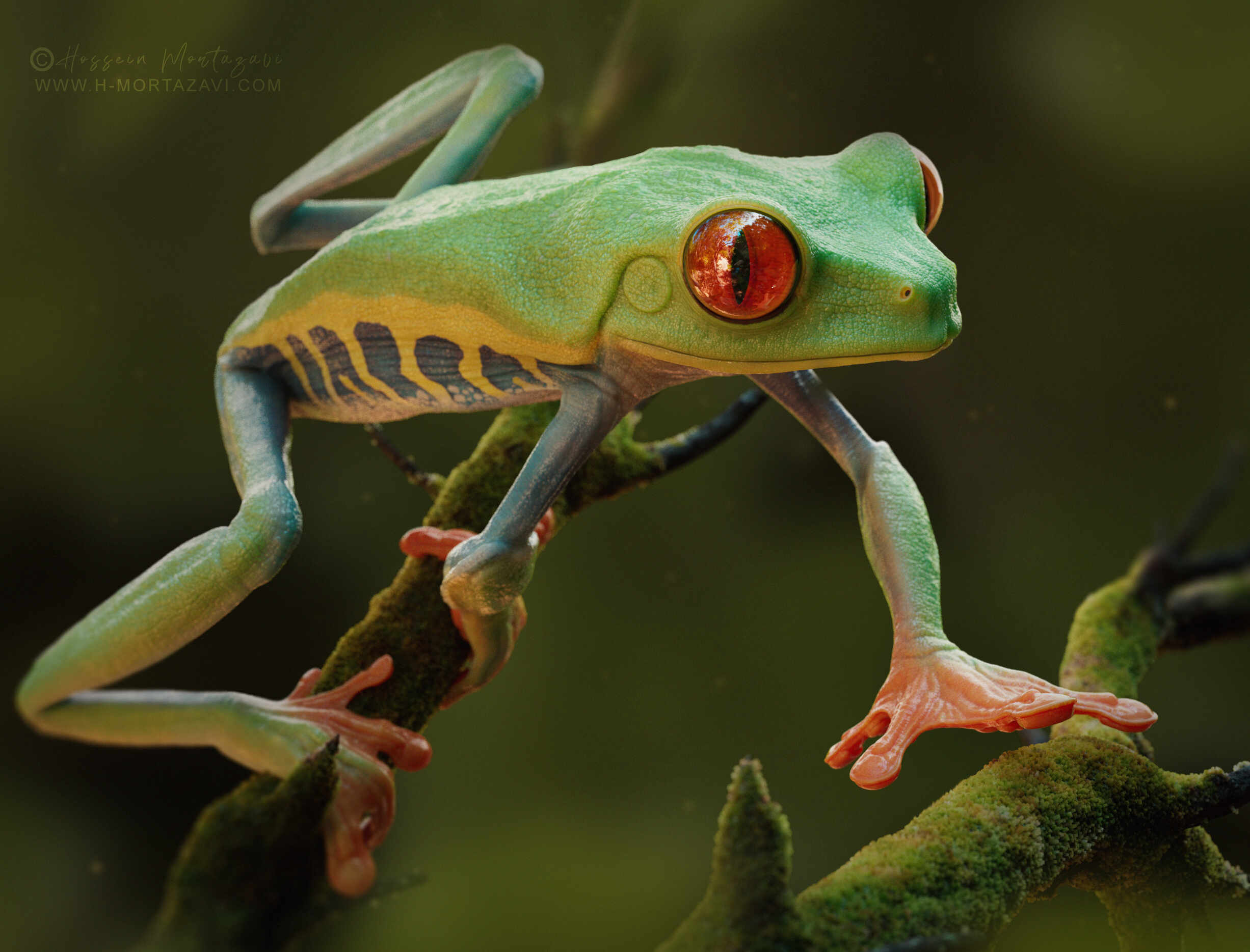麟核　FrogTree Beautiful New Species of Tree Frog Discovered in Madagascar
