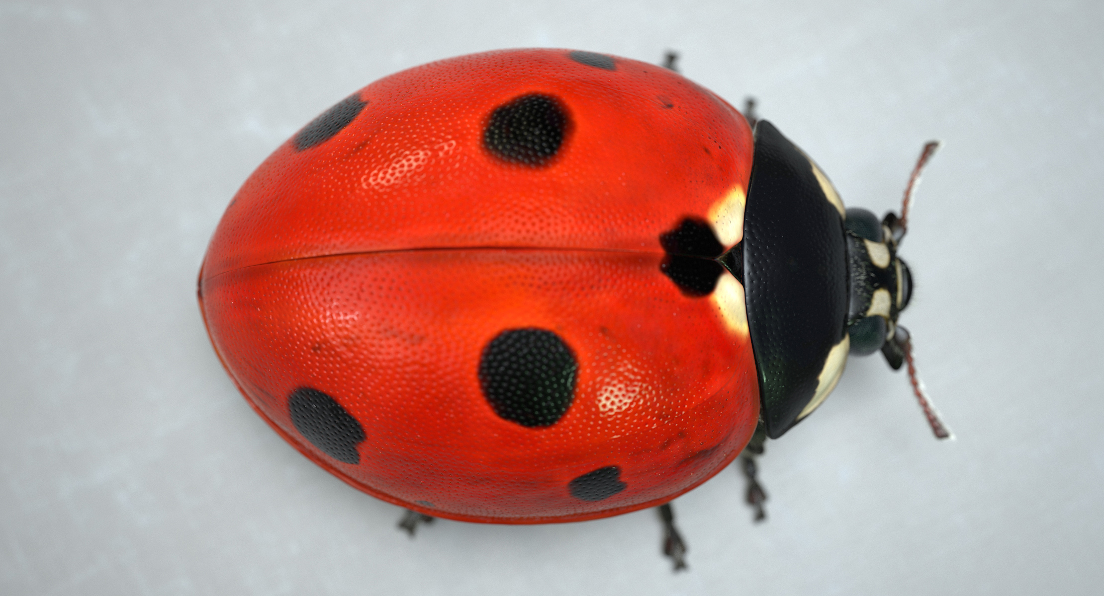 LadybugV02_imagesTS_00011.jpg