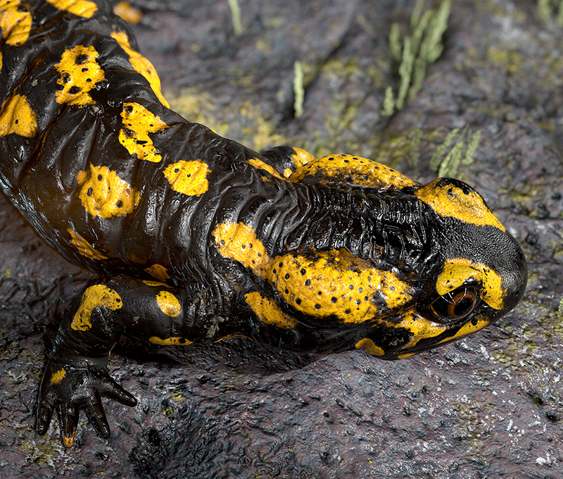 salamanderThumb