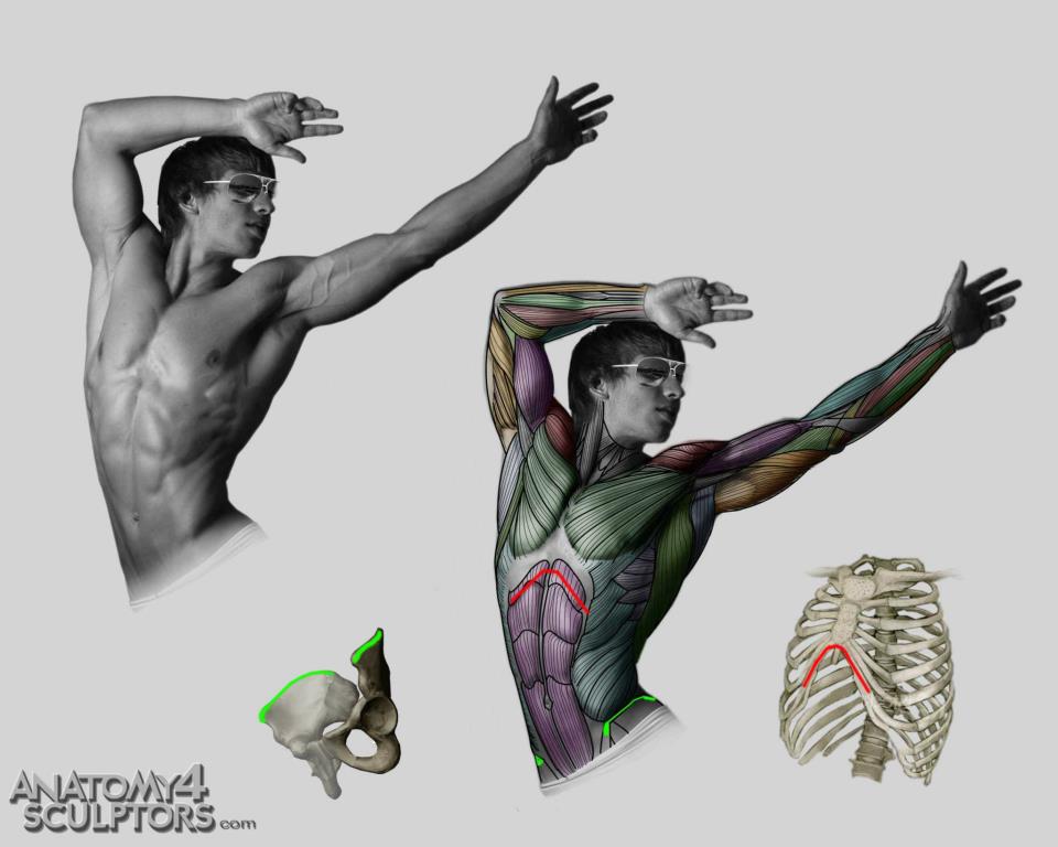 anatomy_for_sculptors_by_anatomy4sculptors-d66jo78.jpg