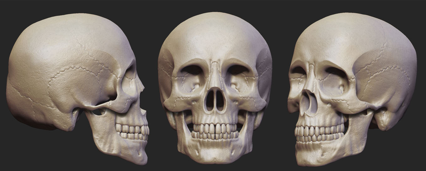 skull WIP 3.jpg