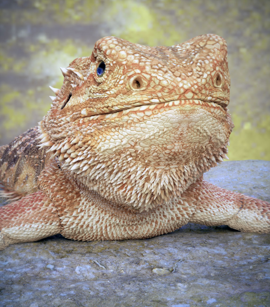 Bearded-Dragon-Beauty7A