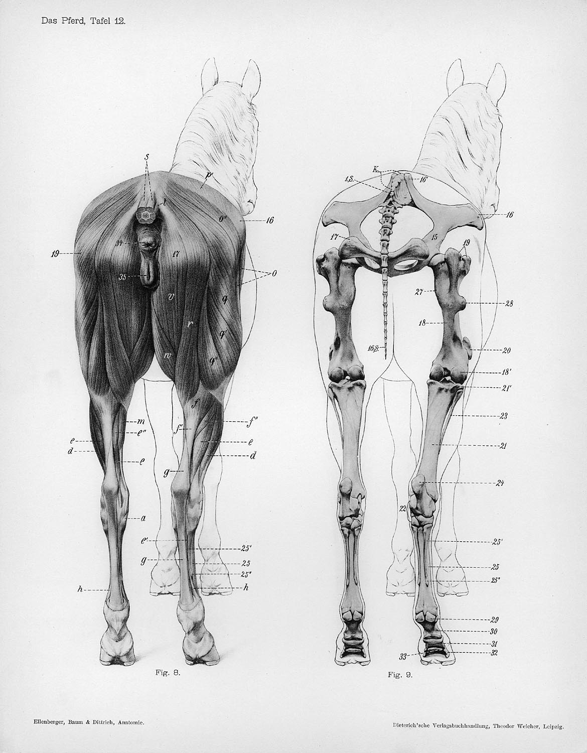 Horse_anatomy_posterior_view.jpg