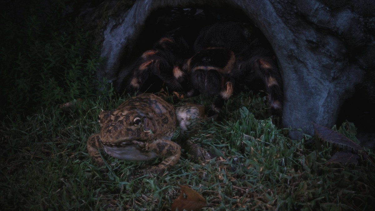 antonio-peres-frog-12