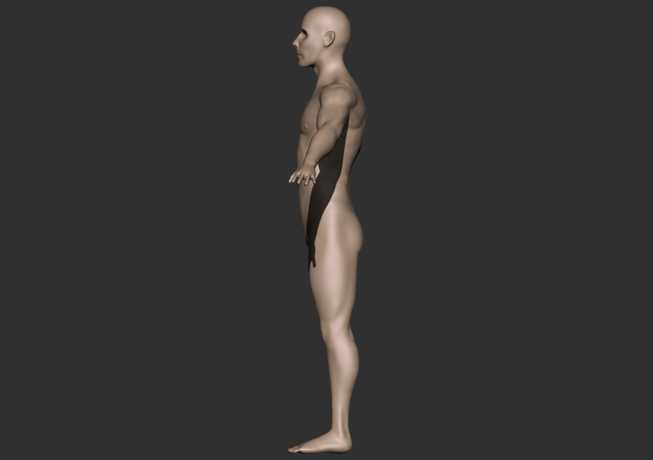 male anatomy_profile.jpg