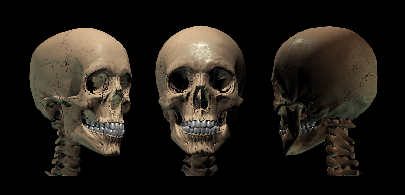 Skelett_skull_finish.jpg