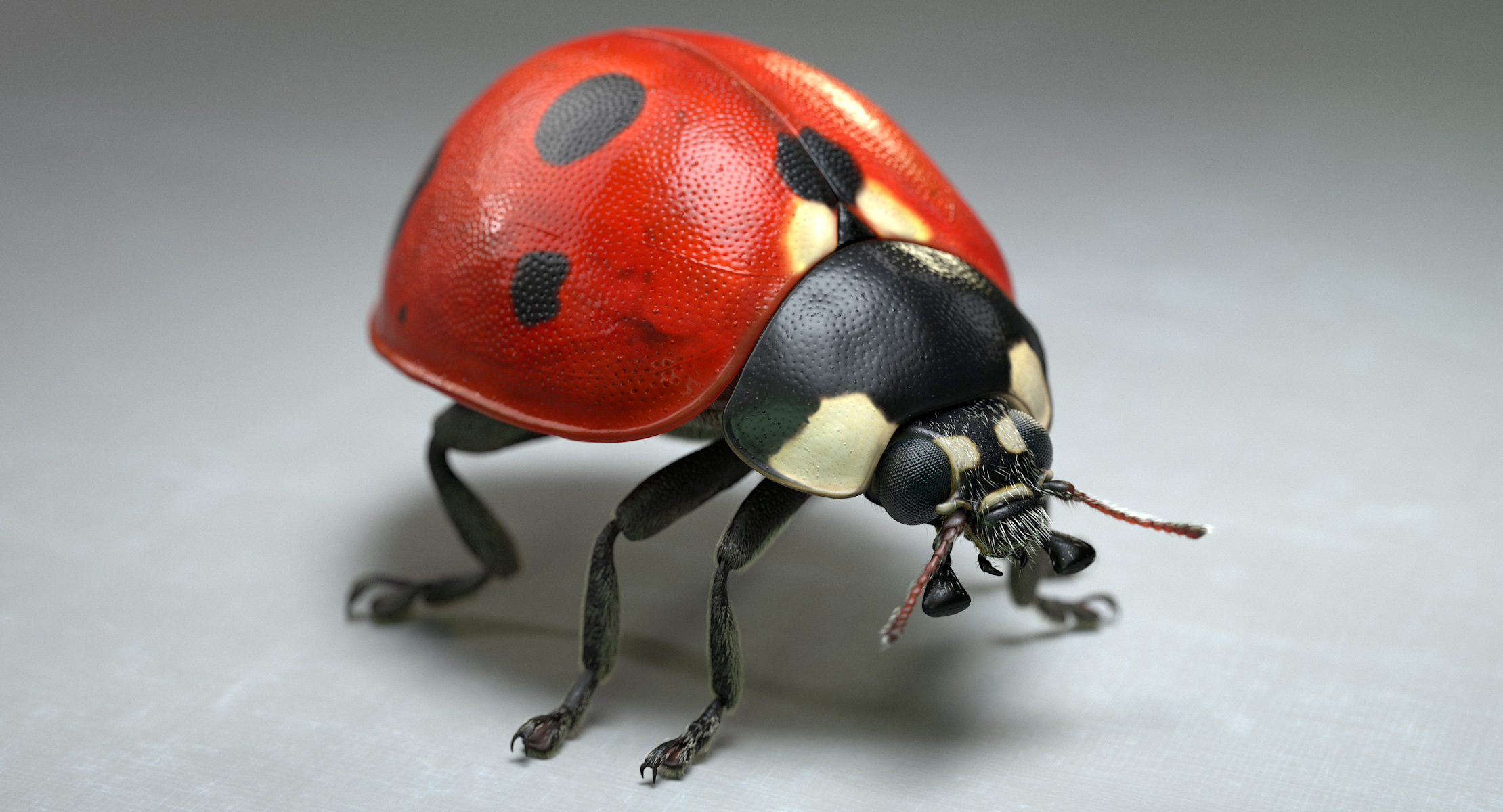LadybugV02_imagesTS_00000.jpg