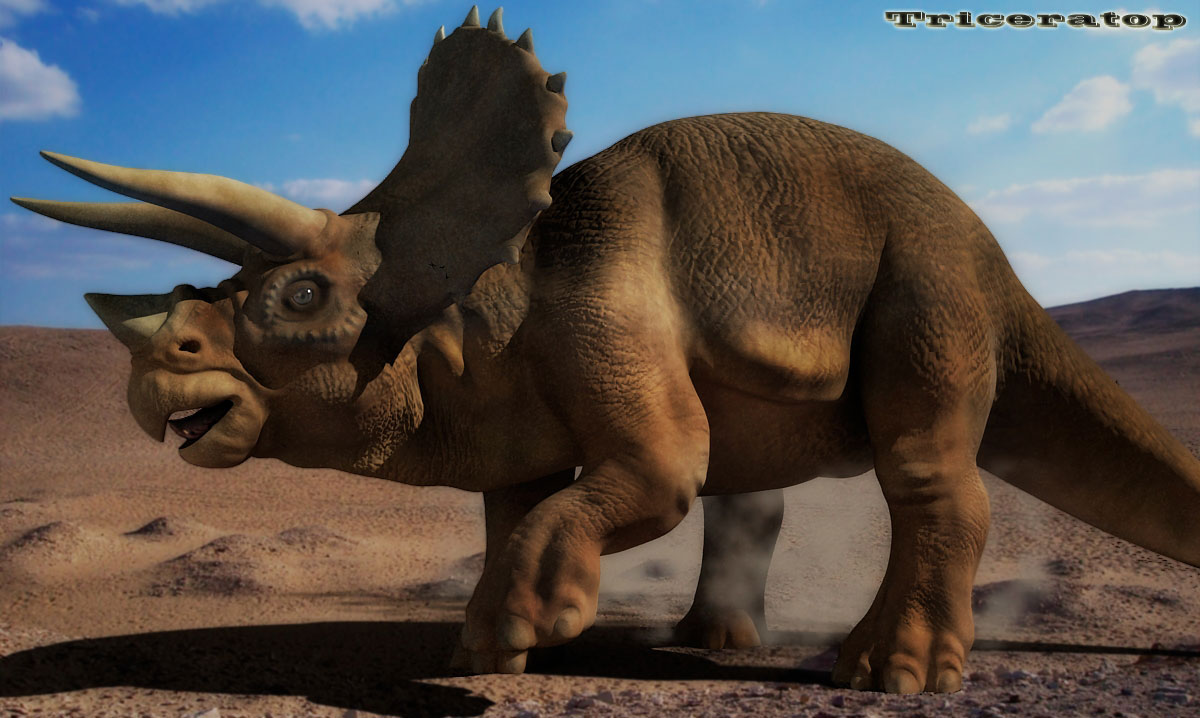 triceratopshz0.jpg