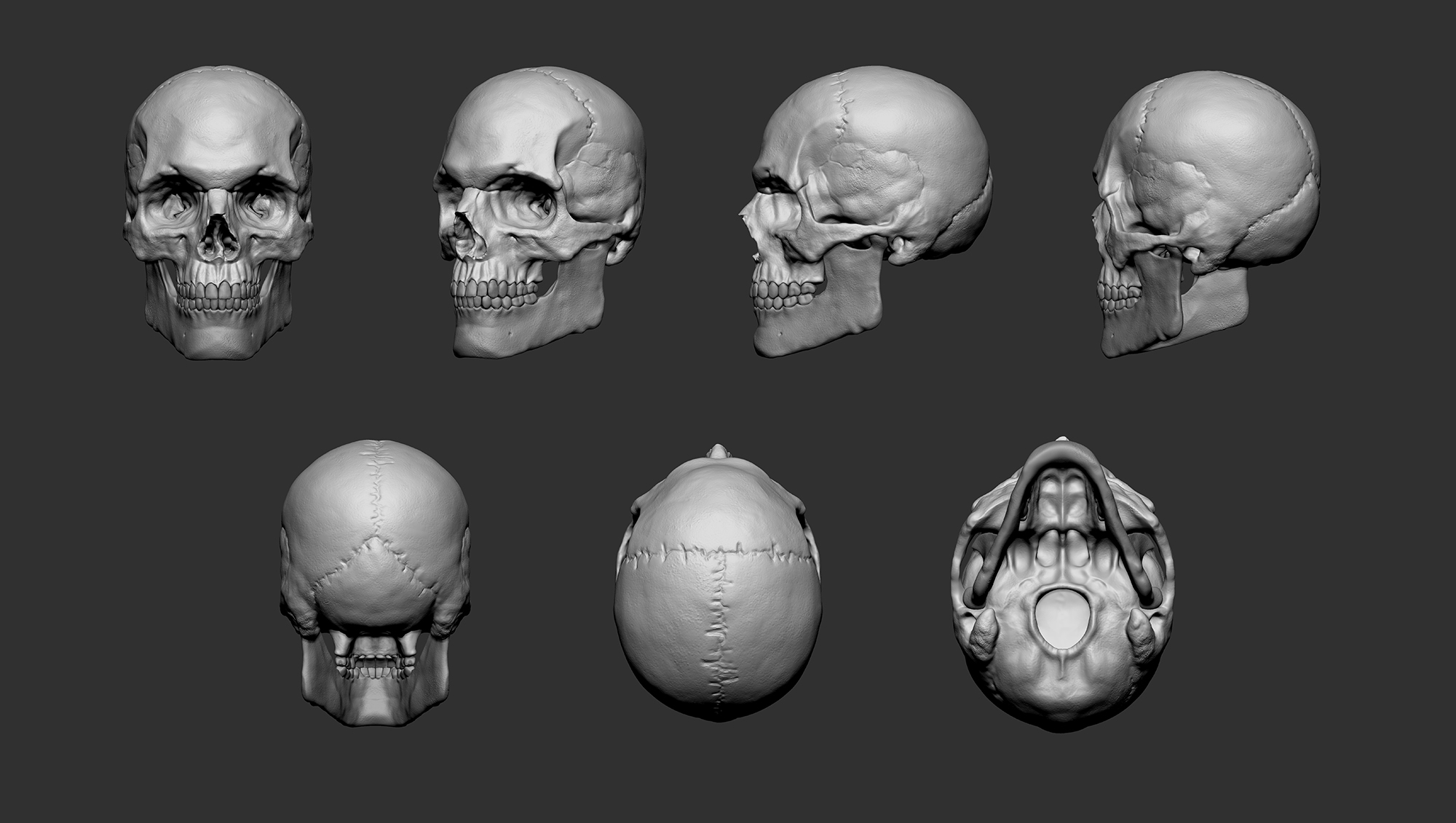 AnatomySkull_views02.jpg