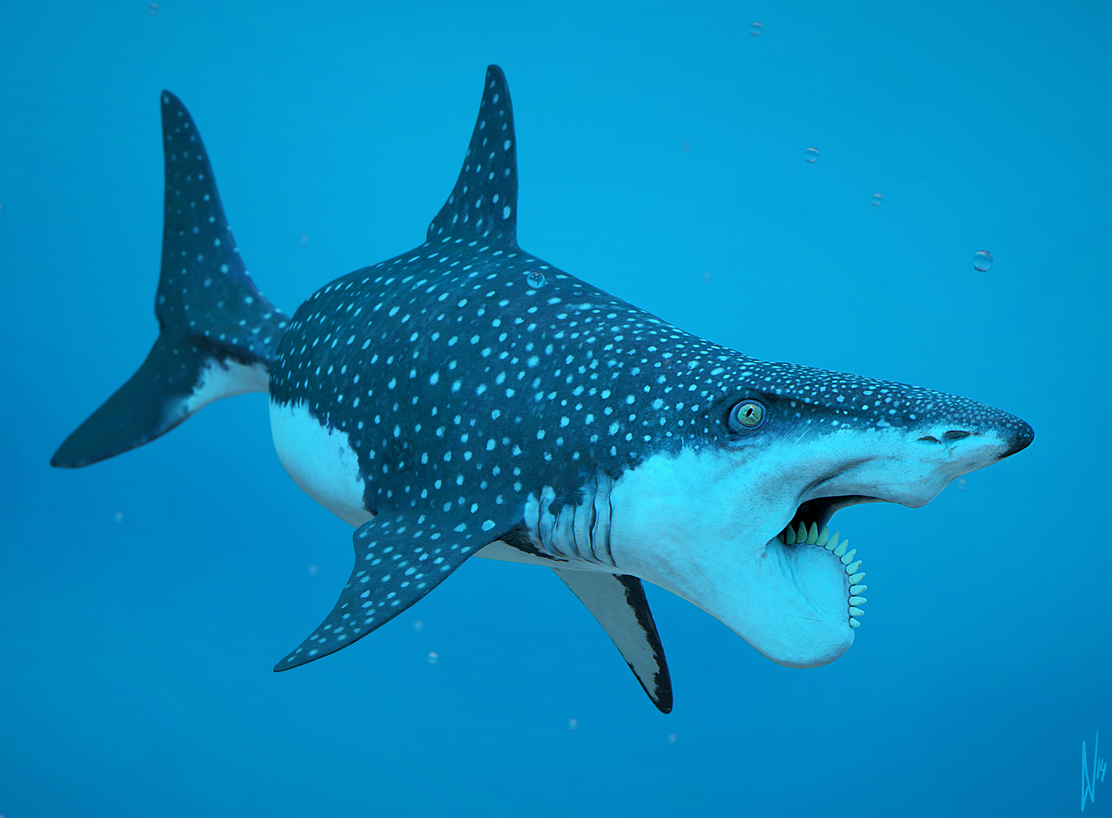 Helicoprion_Shark_by_DirkWachsmuth_h1600.jpg