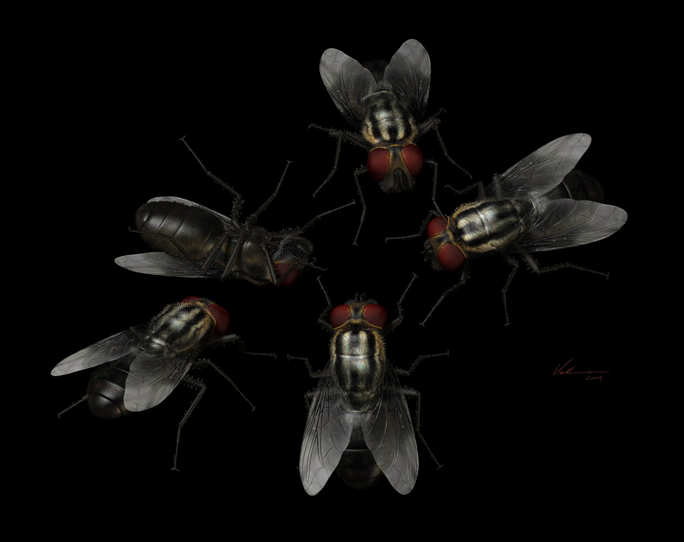 FLIES_STUDY.jpg