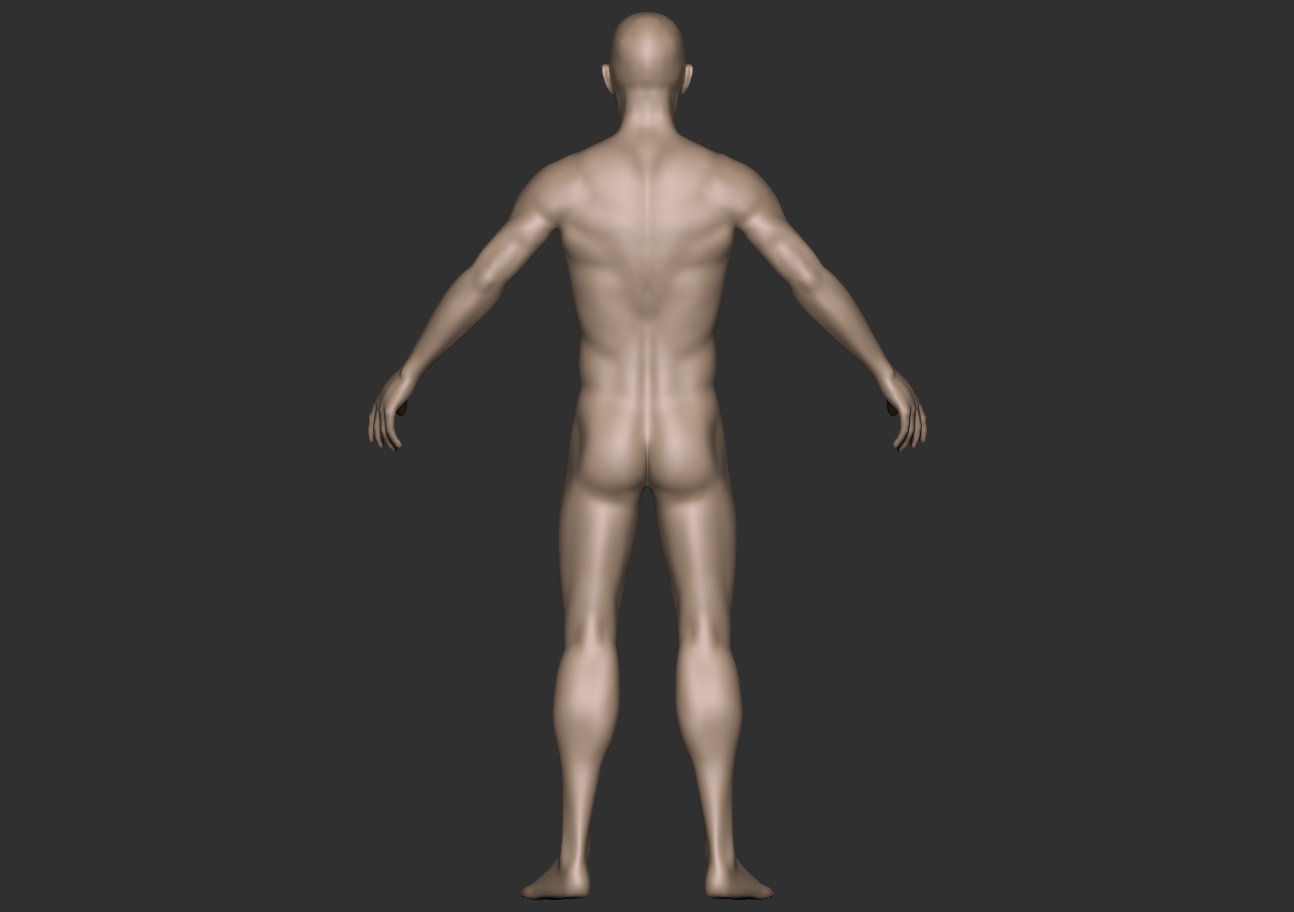 male anatomy_back.jpg