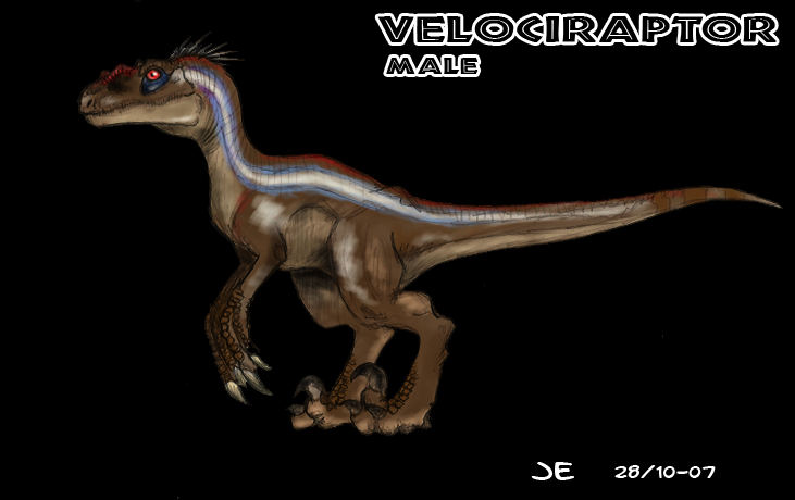 Velociraptor male.jpg