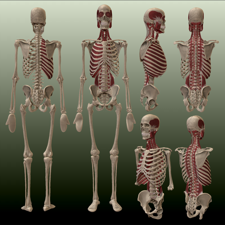 skeleton1.jpg
