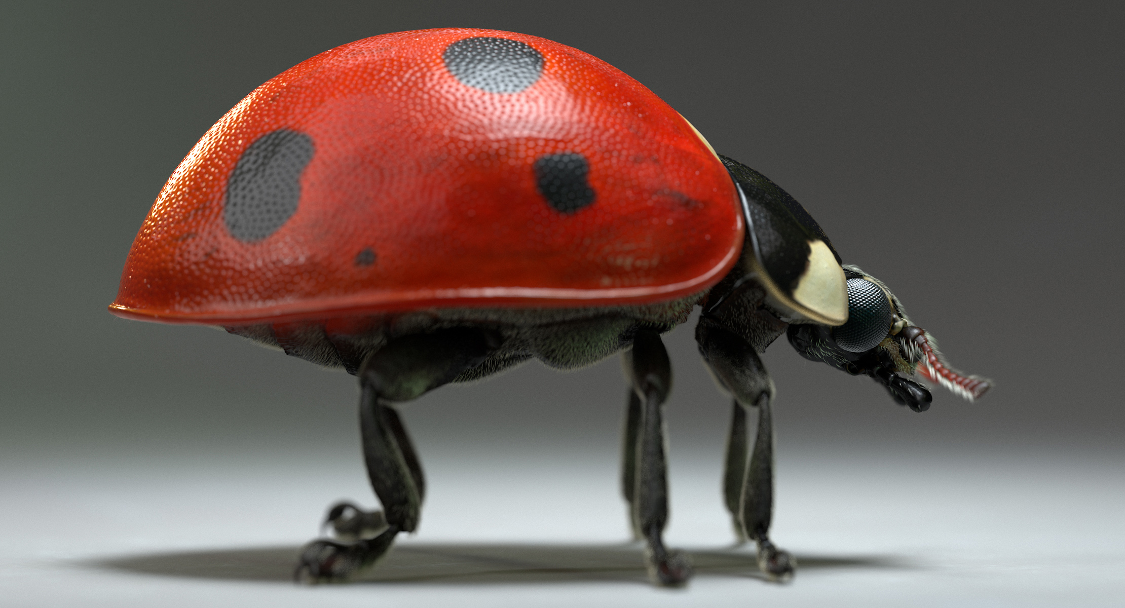 LadybugV02_imagesTS_00005.jpg