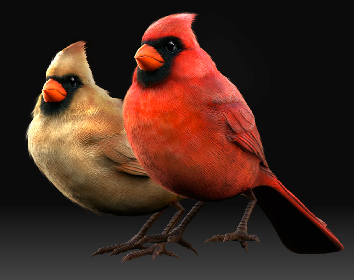 Cardinal3.jpg