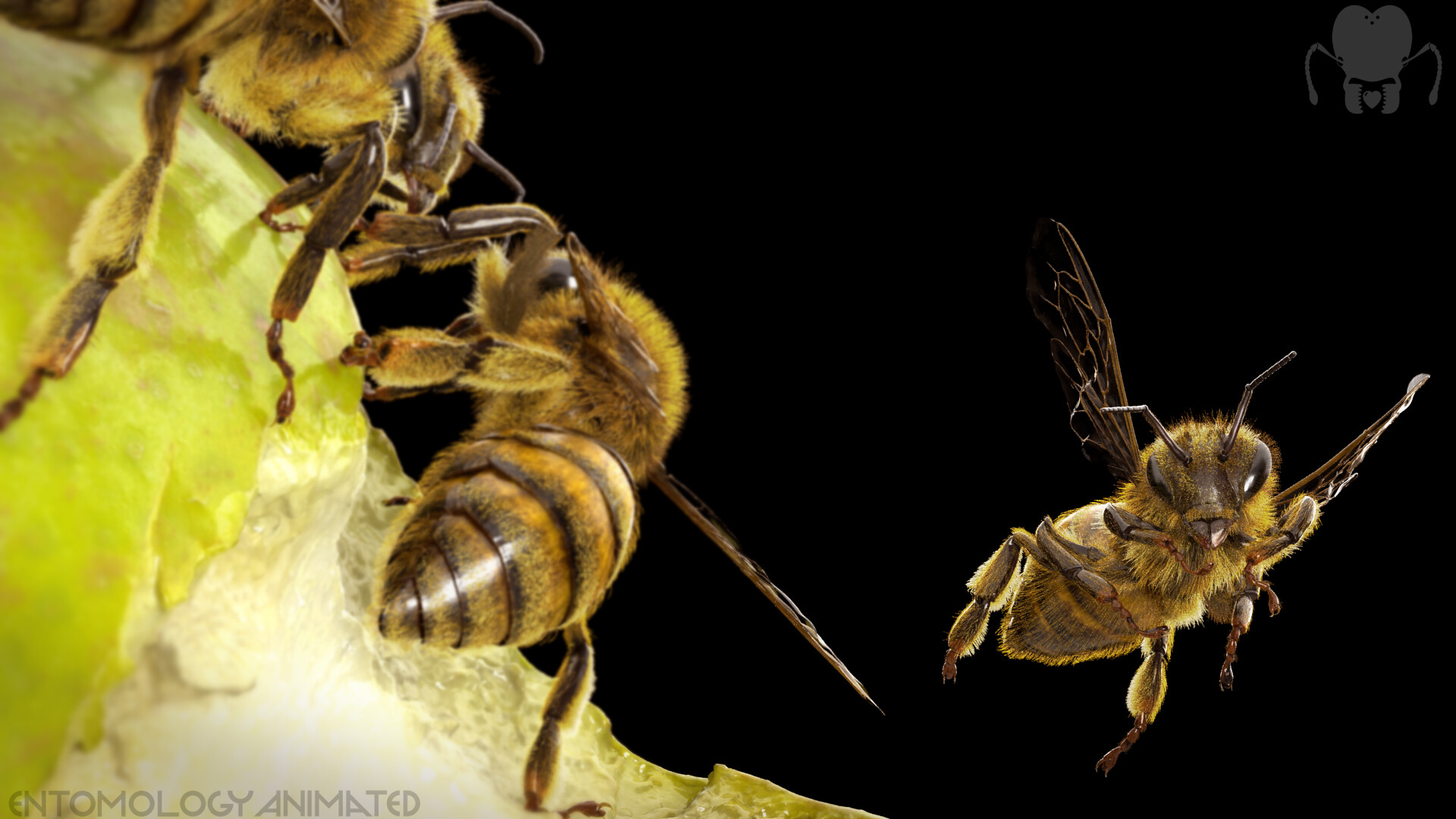 Honey Bee (Apis Mellifera) model - ZBrushCentral