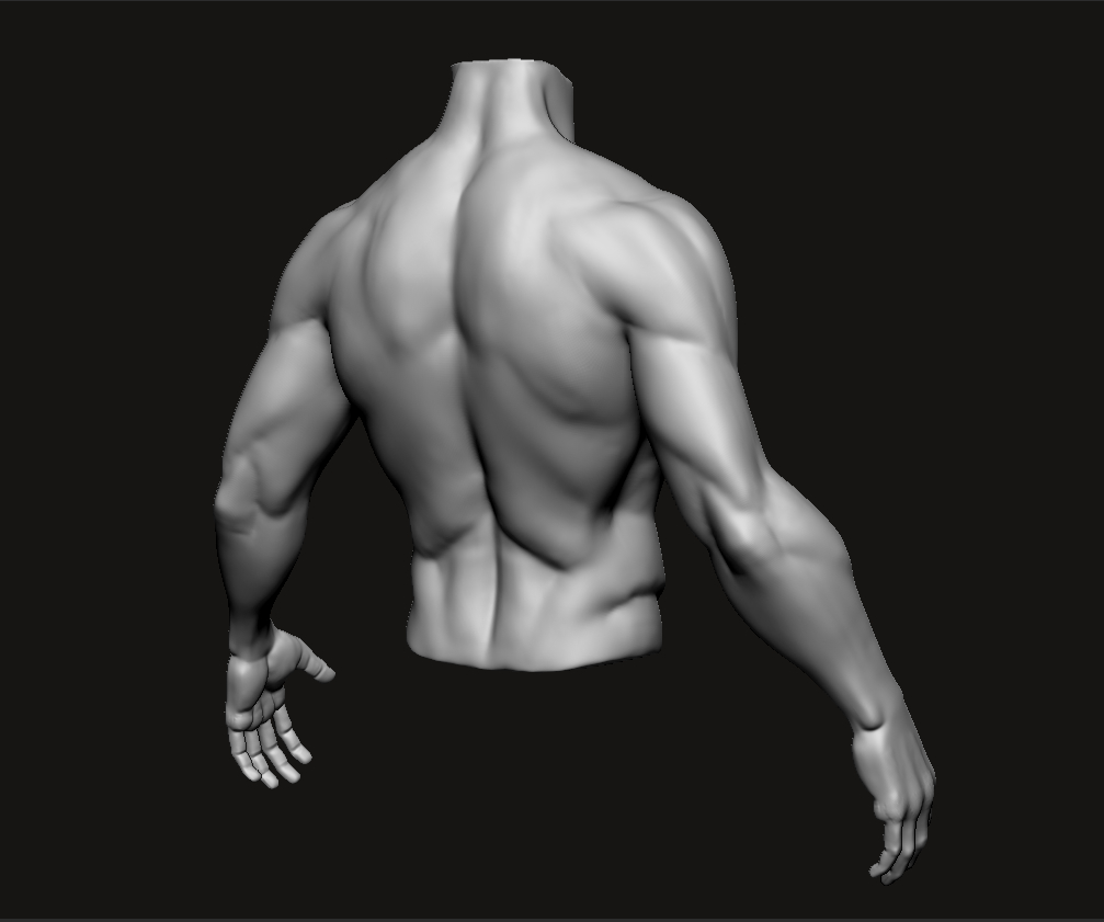 Torso_Study_Back5.jpg