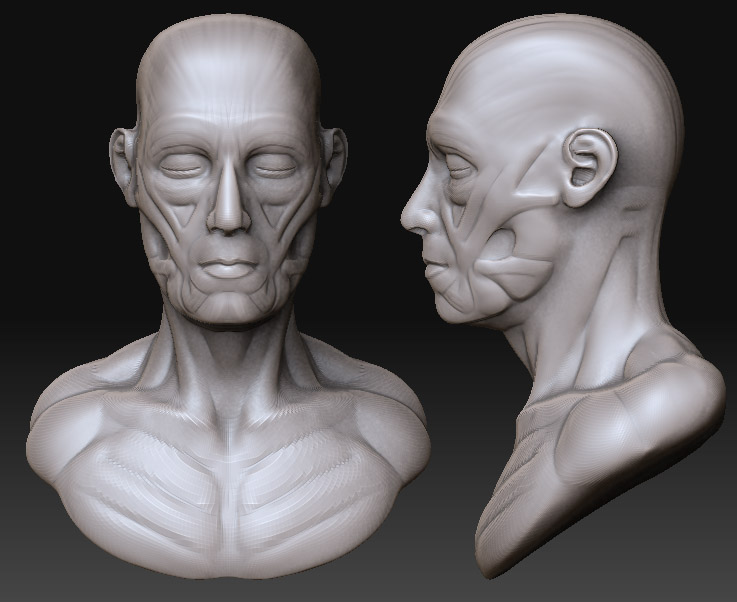 head anatomy 1.jpg