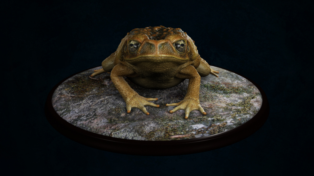 Toad02.jpg