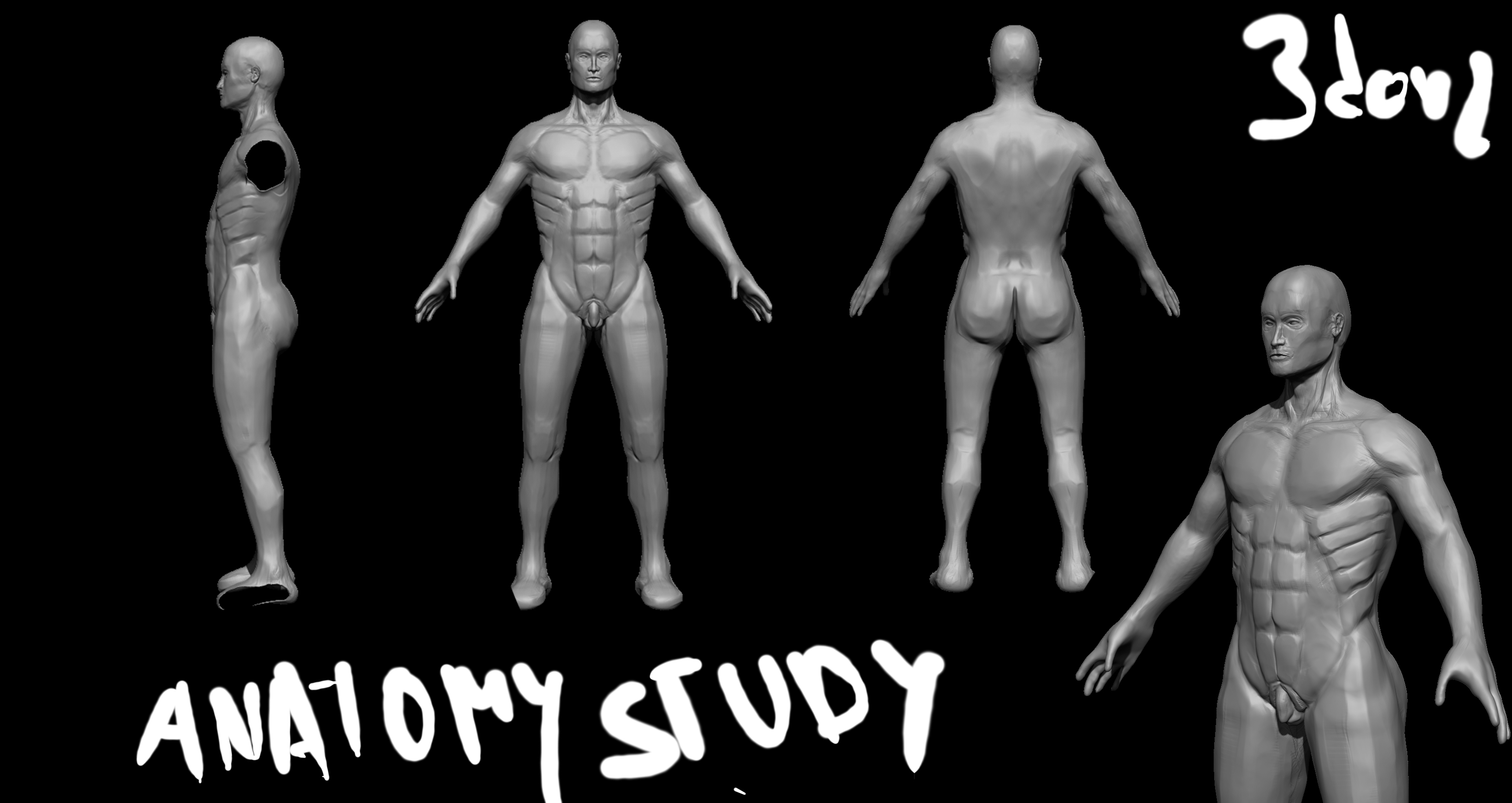 anatomy.jpg