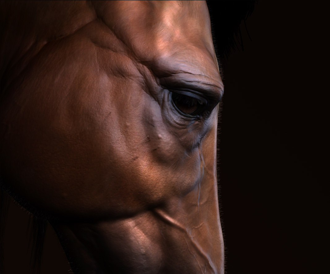 cheval close up.jpg