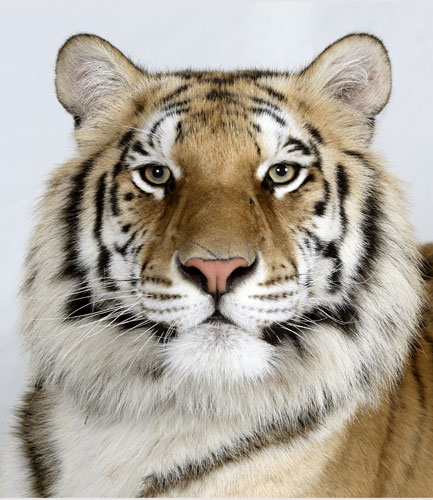 5-Matsu-a-two-year-old-female-standard-royal-Bengal-tiger.jpg