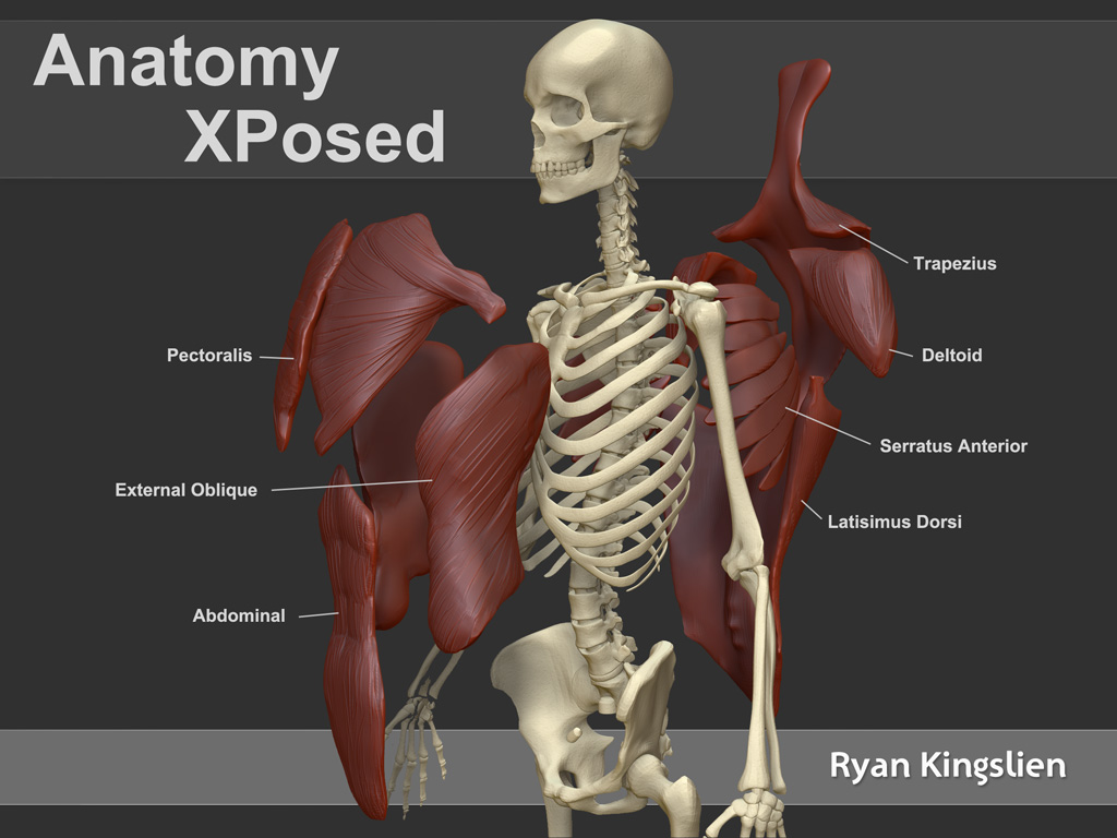 anatomyXPosed.jpg