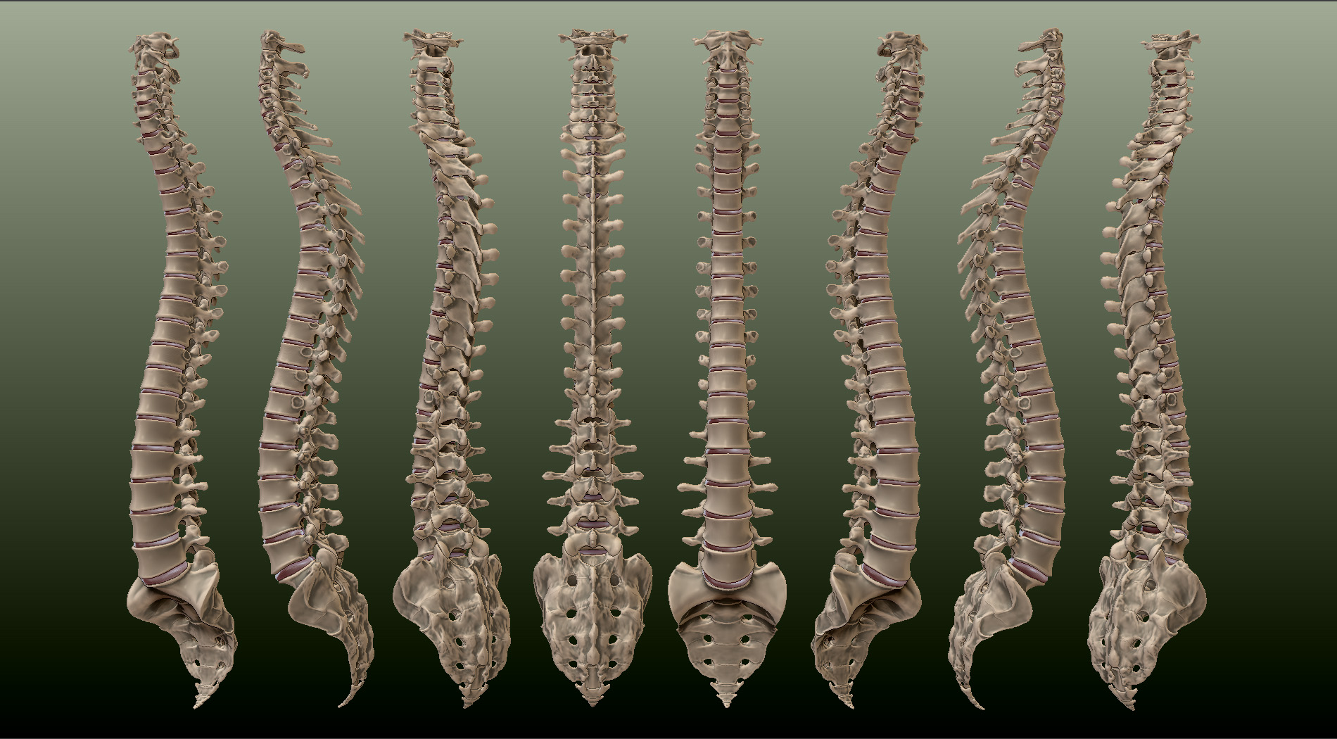 spine1.jpg