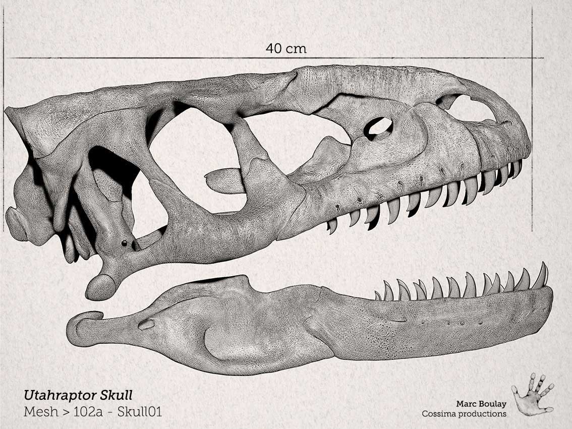 83c---Utahraptor-skull01.jpg