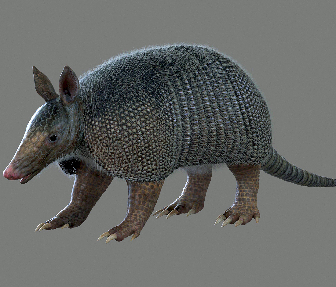 ARMADILLO09.jpg