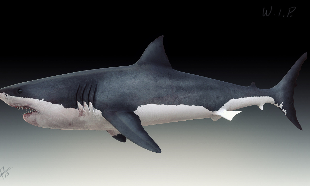 whiteshark_shaded_left_2.jpg