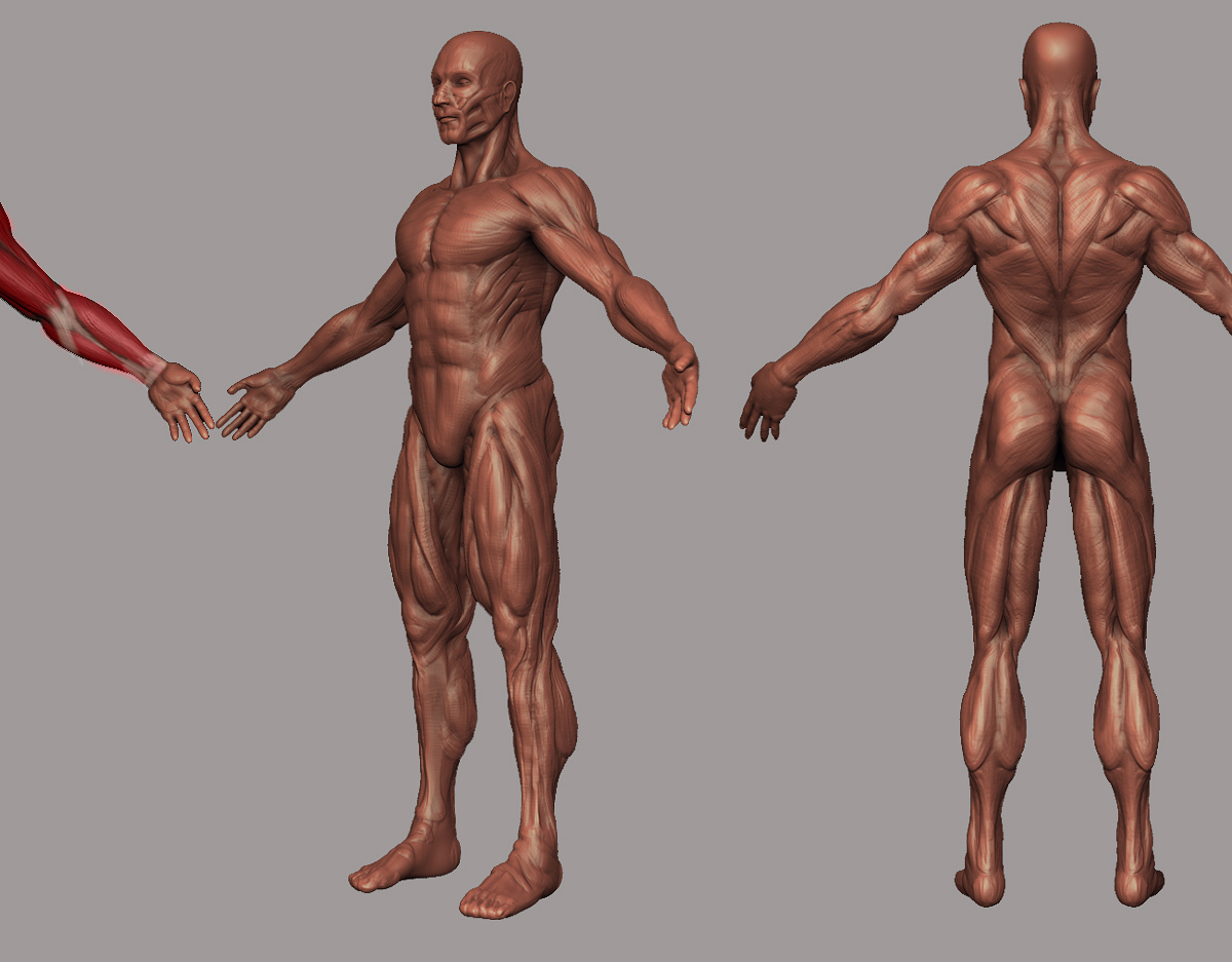 MuscleSculpt01.jpg