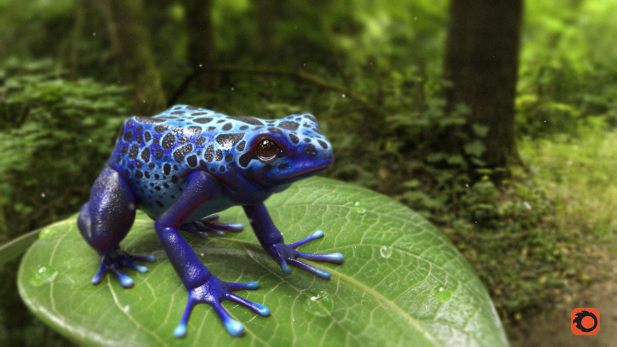 Frog_01