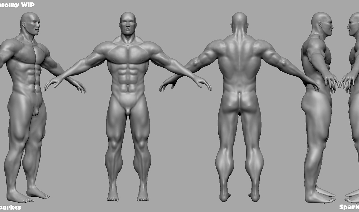 Male_anatomy_wip.jpg