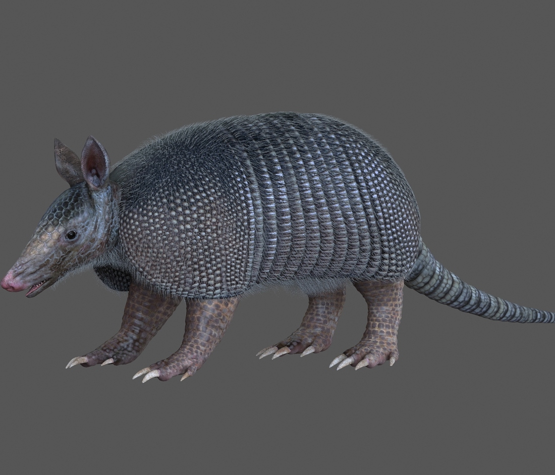 ARMADILLO01.jpg