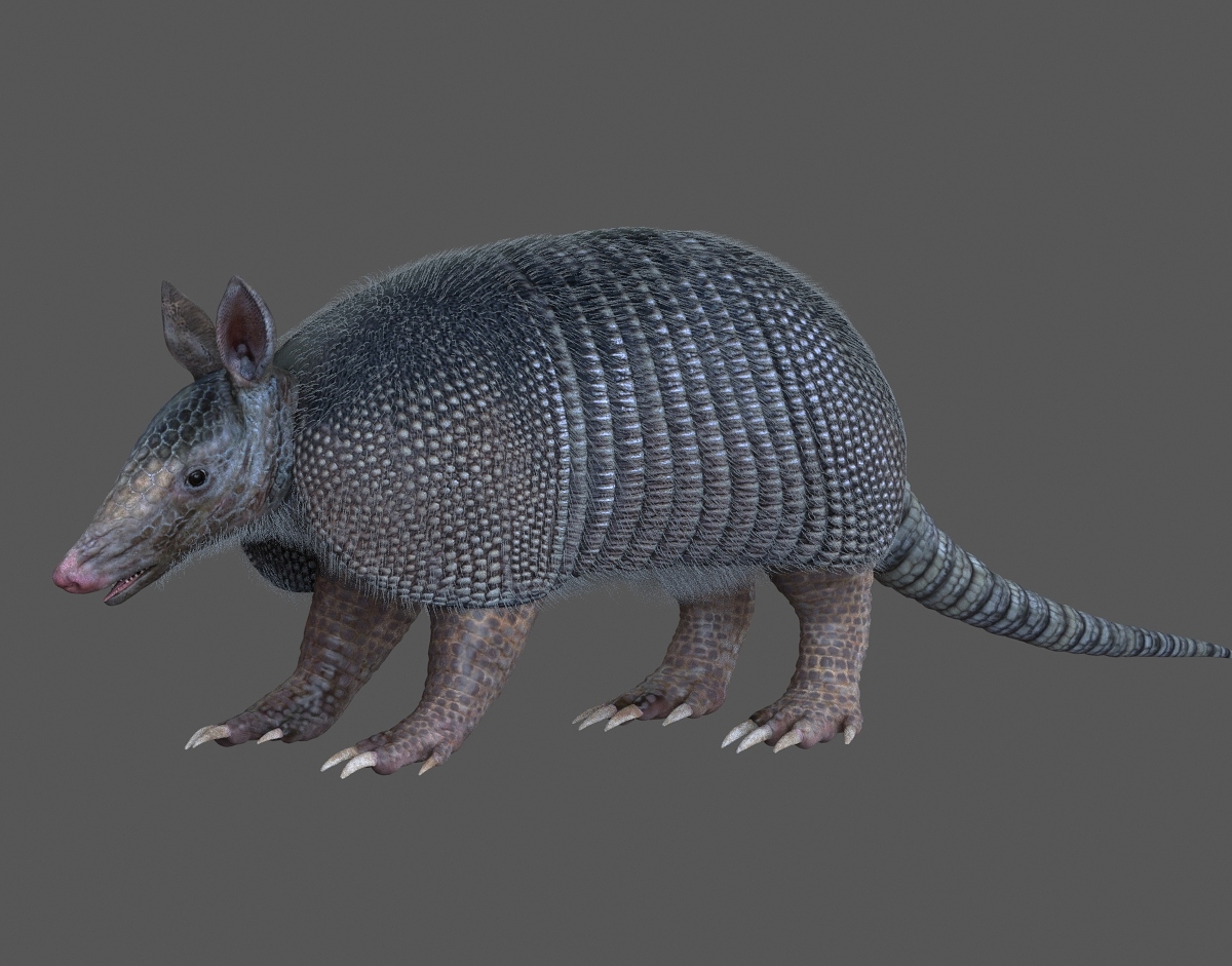 ARMADILLO01.jpg