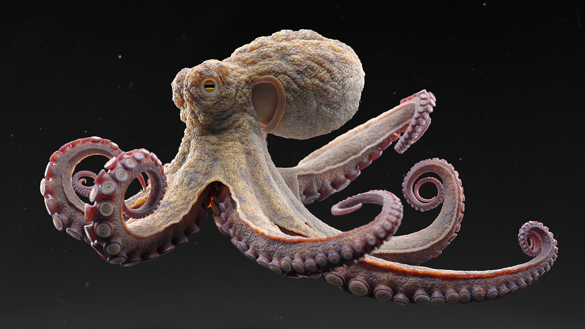 Octopus_lookDev_turntableRig_v020_2K_0023