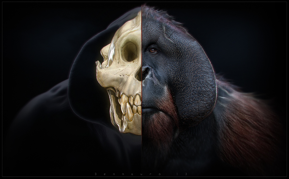 TANG_render_skull4_BM_o_o