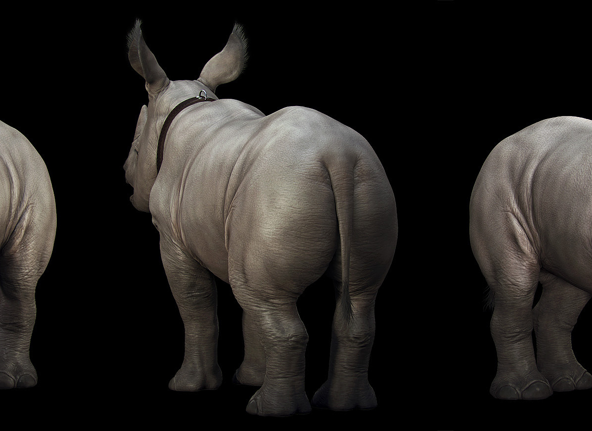 andreybogomolov-baby-rhino.jpg