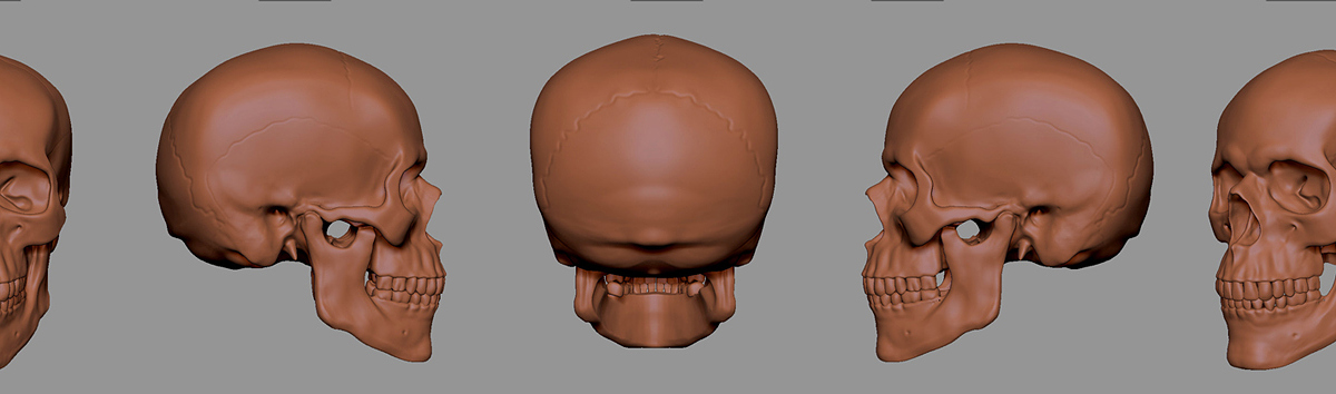 Skull1_Persp_resize.jpg