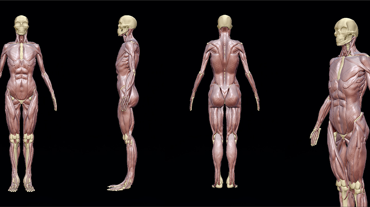 femaleanatomy.jpg