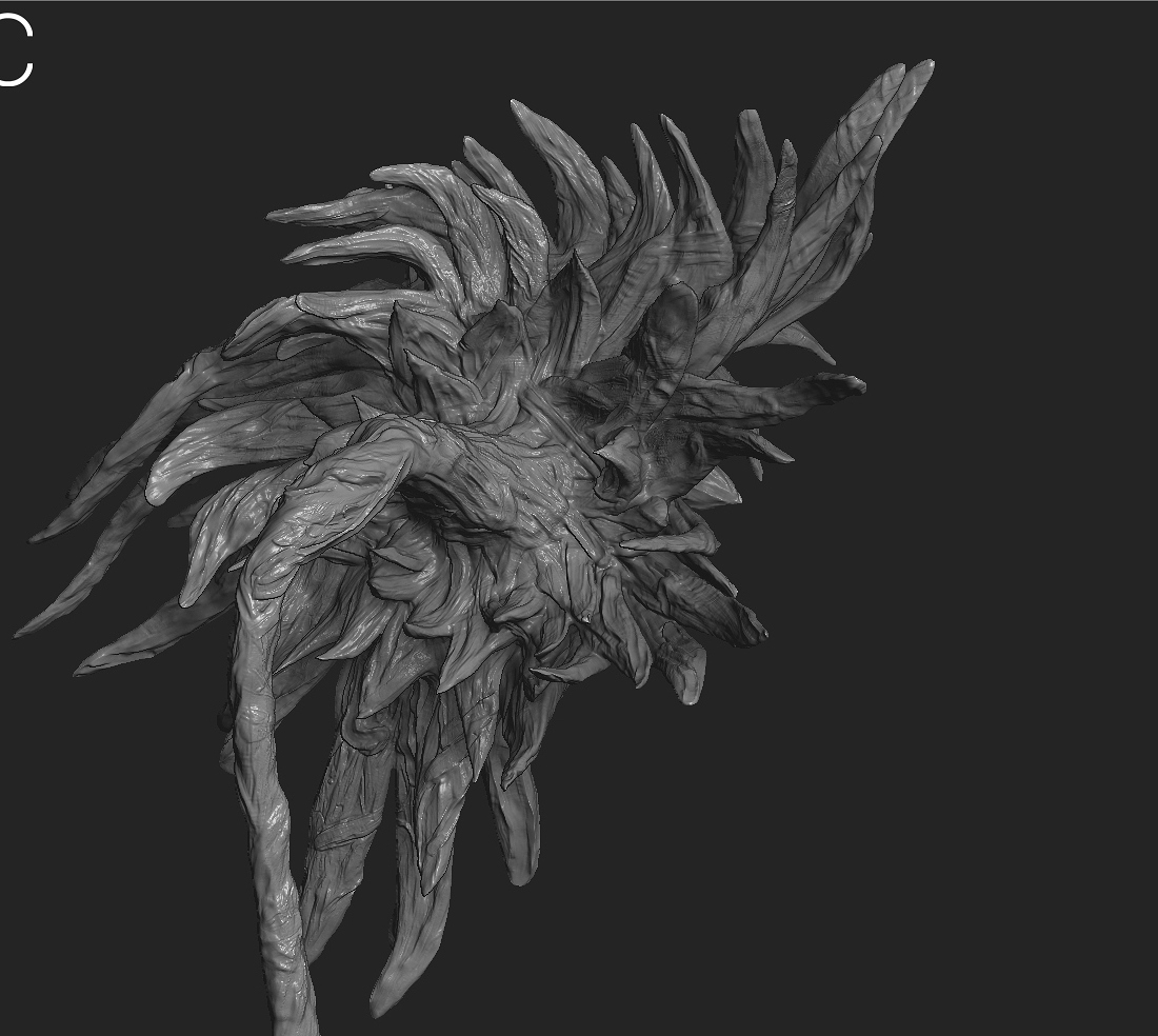 sunflwoer_scaled_down6.jpg