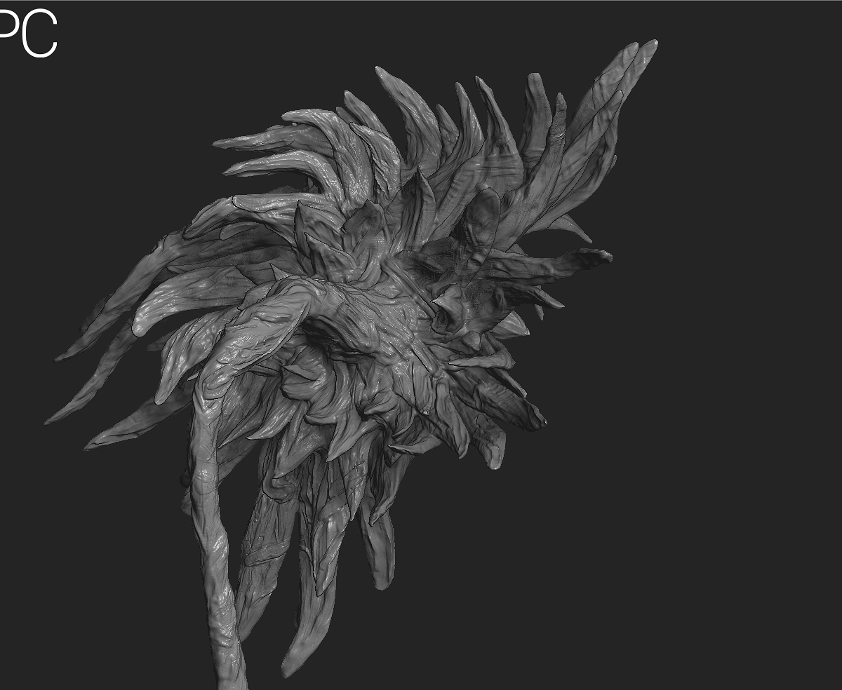 sunflwoer_scaled_down6.jpg
