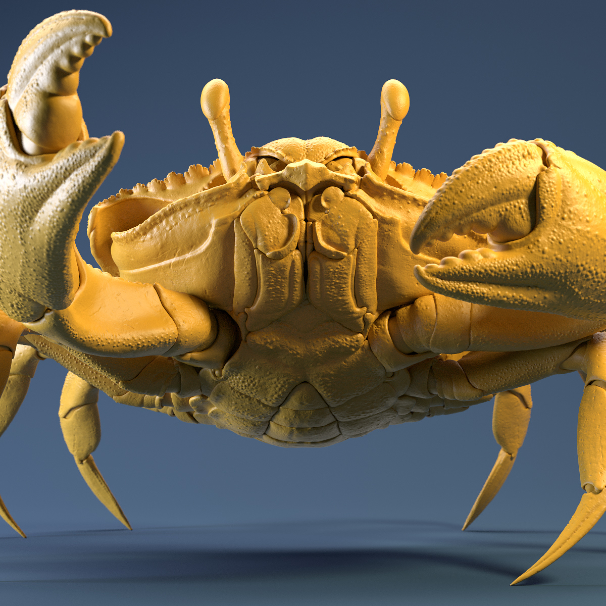 Crab_Yellow_Clay_Shot_02.jpg