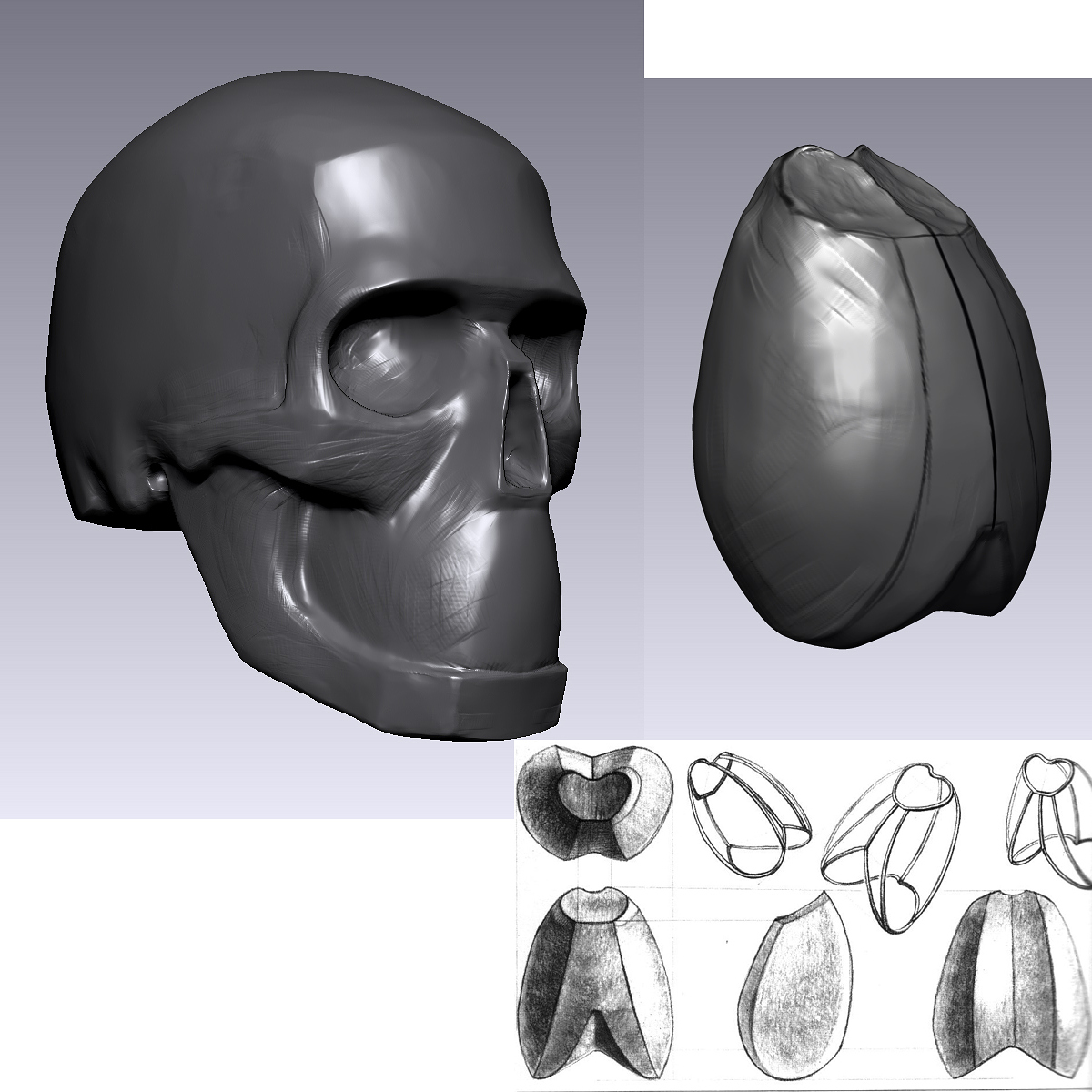 Skull_Ribcage_Gottfried Bammes - Der Nackte Mensch.jpg